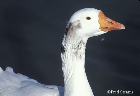 Goose Portrait