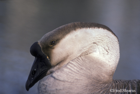 Goose Portrait