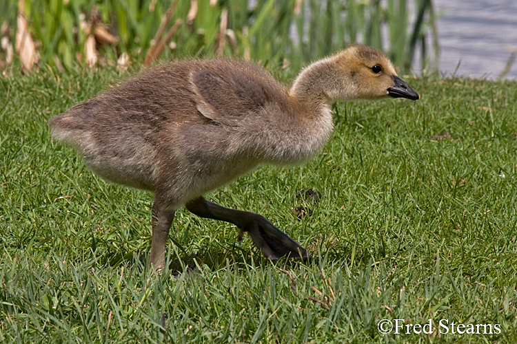 Elk National Reserve Canada Goose Gosling