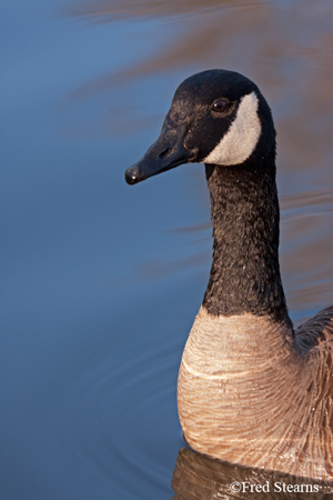 Sterne Park Canada Goose