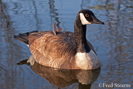 Sterne Park Canada Goose