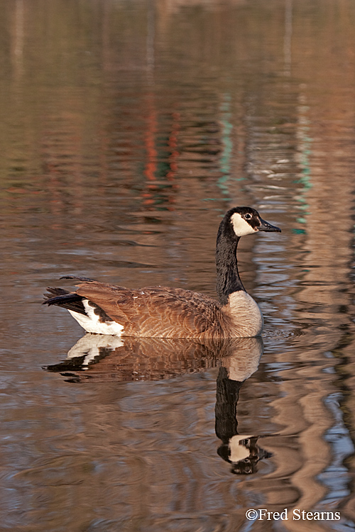 anada Goose Sterne Park