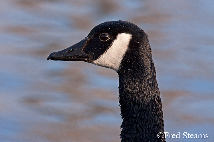 anada Goose Sterne Park