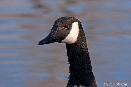 Sterne Park Canada Goose