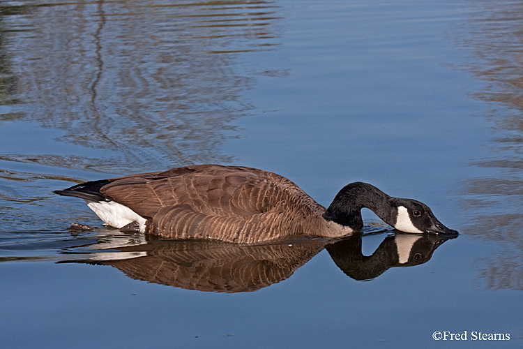 anada Goose Sterne Park