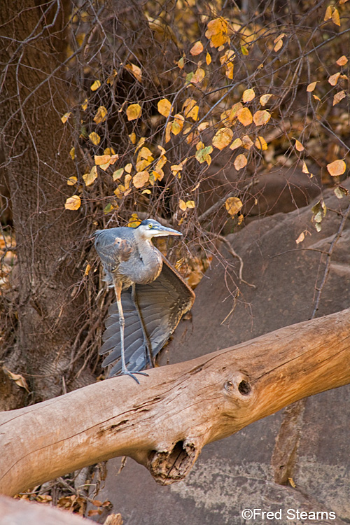 Zion NP Virgin River Great Blue Heron