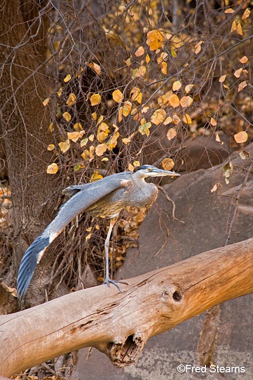 Zion NP Virgin River Great Blue Heron