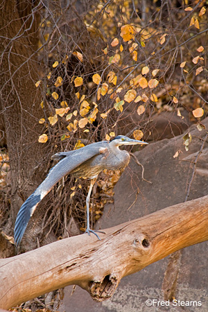 Zion NP Great Blue Heron