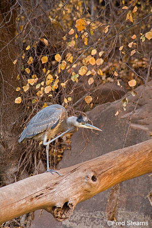 Zion NP Great Blue Heron