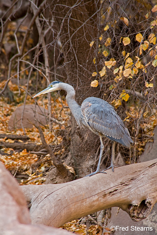 Zion NP Virgin River Great Blue HeronZion NP Virgin River Great Blue Heron