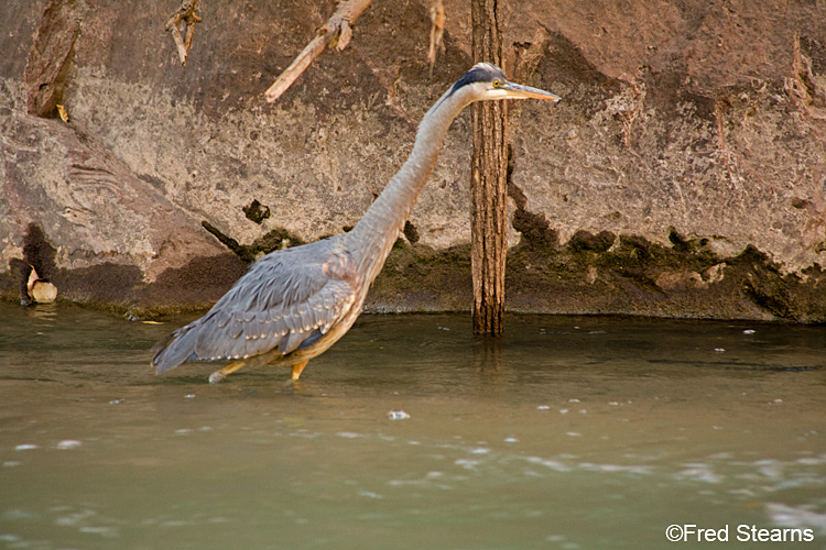 Zion NP Virgin River Great Blue Heron