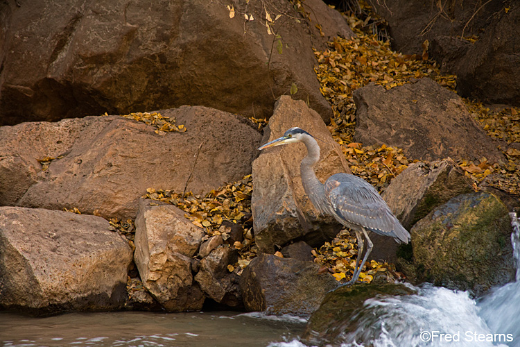 Zion NP Virgin River Great Blue Heron