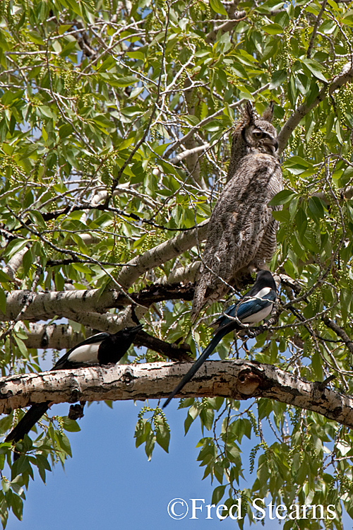 Yellowstone NP Great Horned Owl