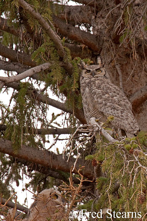 Yellowstone NP Great Horned Owl