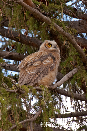 Yellowstone NP Great Horned Owl