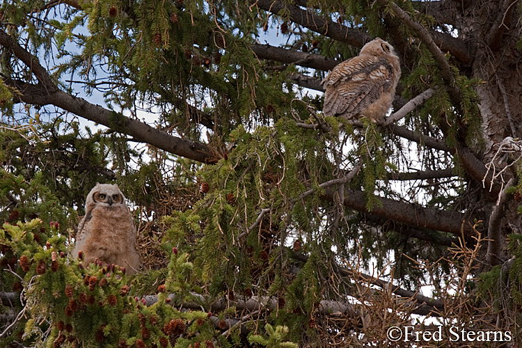 Yellowstone NP Great Horned Owl