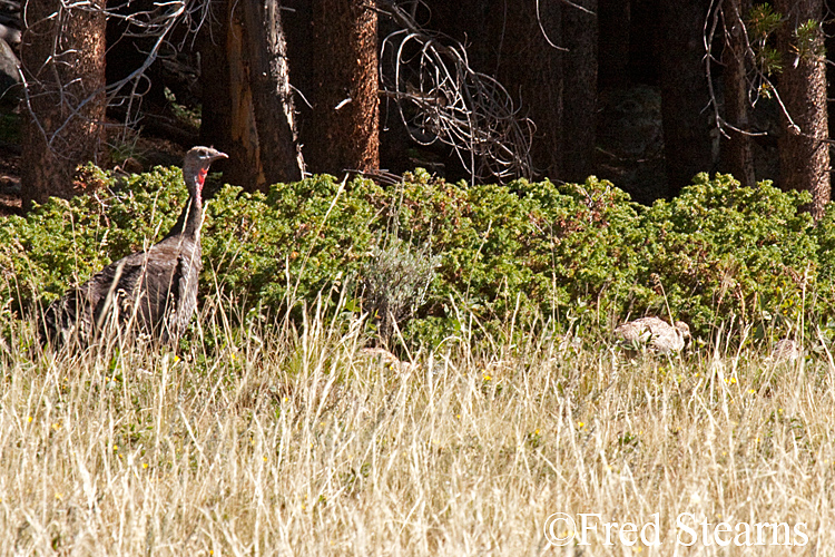 Rocky Mountain NP Wild Turkey