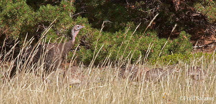 Rocky Mountain NP Wild Turkey