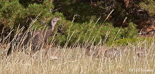 Rocky Mountain NP Wild Turkey