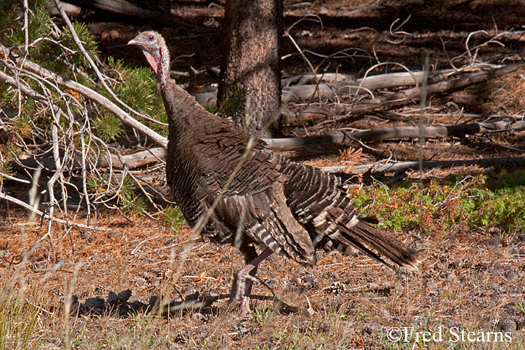 Rocky Mountain NP Wild Turkey