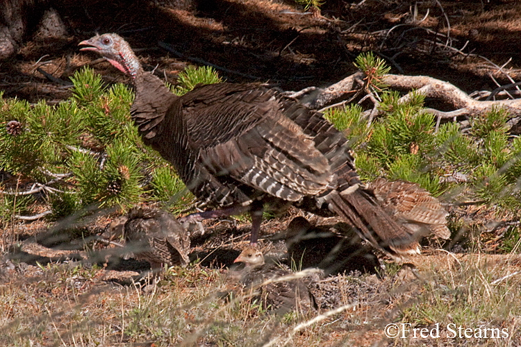 Rocky Mountain NP Wild Turkey