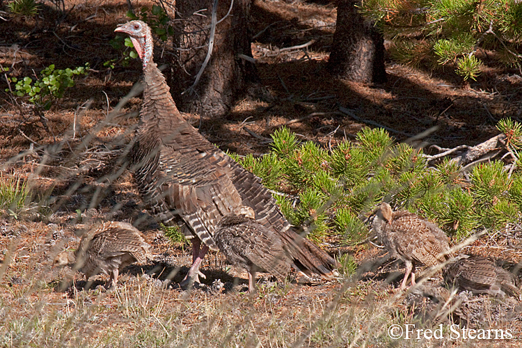 Rocky Mountain NP Wild Turkey