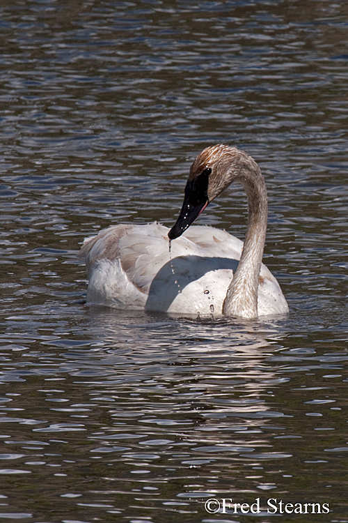 Elk National Reserve Trumpeter Swan