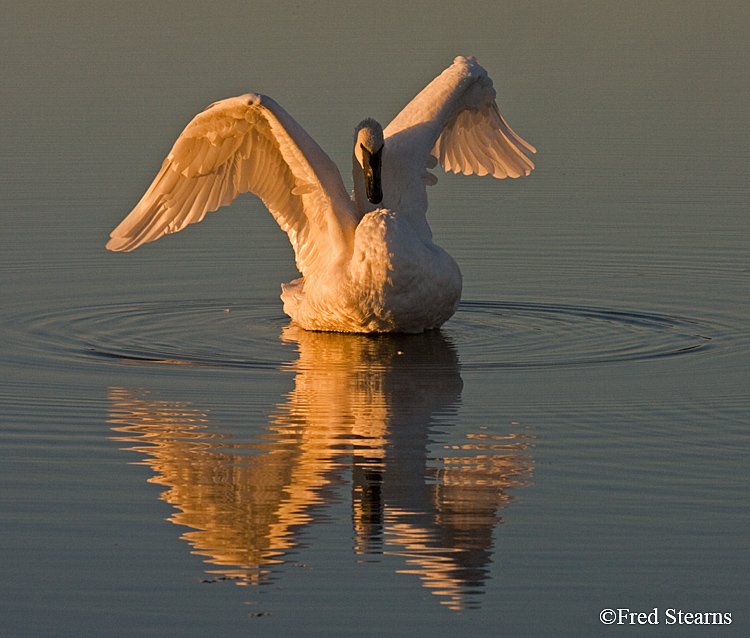 Yellowstone NP Trumpeter Swan