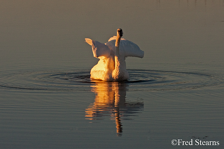 Yellowstone NP Trumpeter Swan