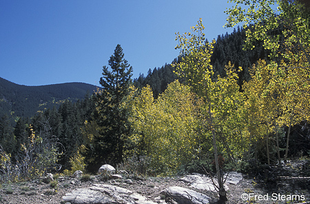 Fall Color in Georgetown Colorado