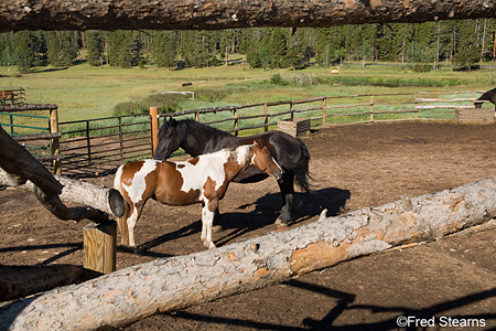 Rocky Mountain NP Wind River Ranch Horses