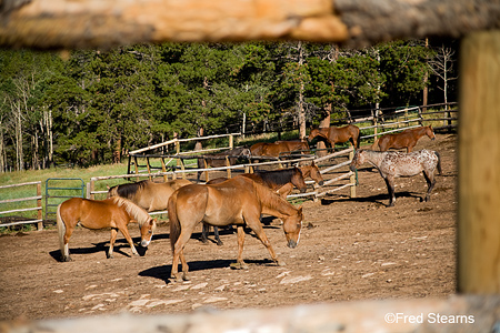 Rocky Mountain NP Wind River Ranch Horses