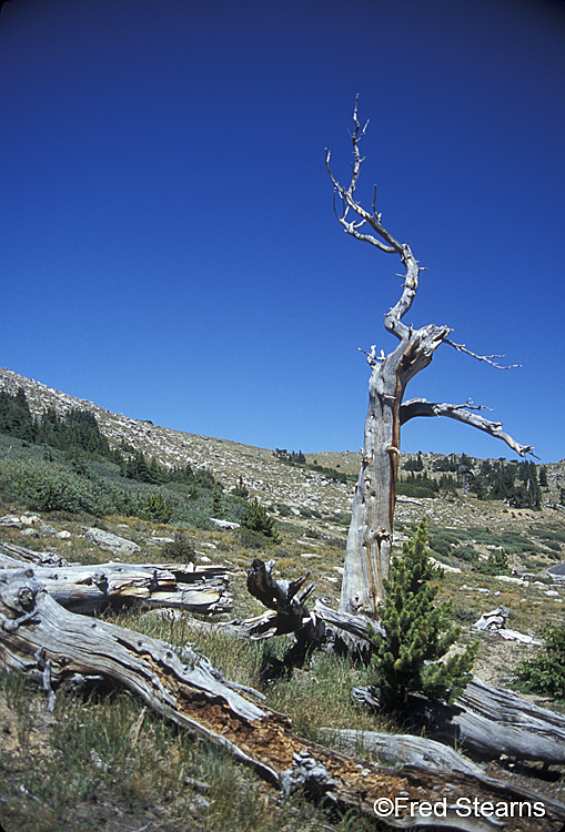 Arapaho NF Mount Evans Bristlecone Pines