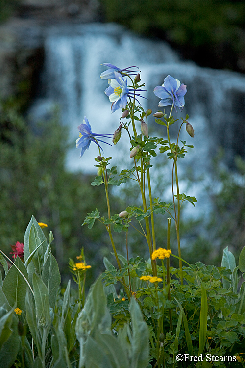 Yankee Boy Basin Ouray Colorado