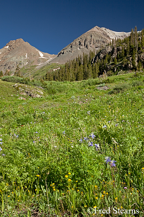 Yankee Boy Basin Ouray Colorado