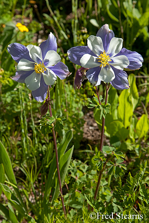 Yankee Boy Basin Ouray Colorado