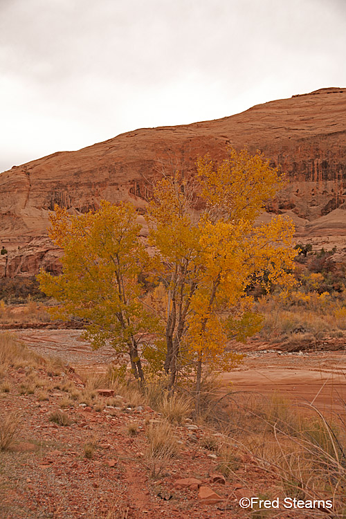 Canyon Rim Rec Area Roadside ttractions Fall Follige